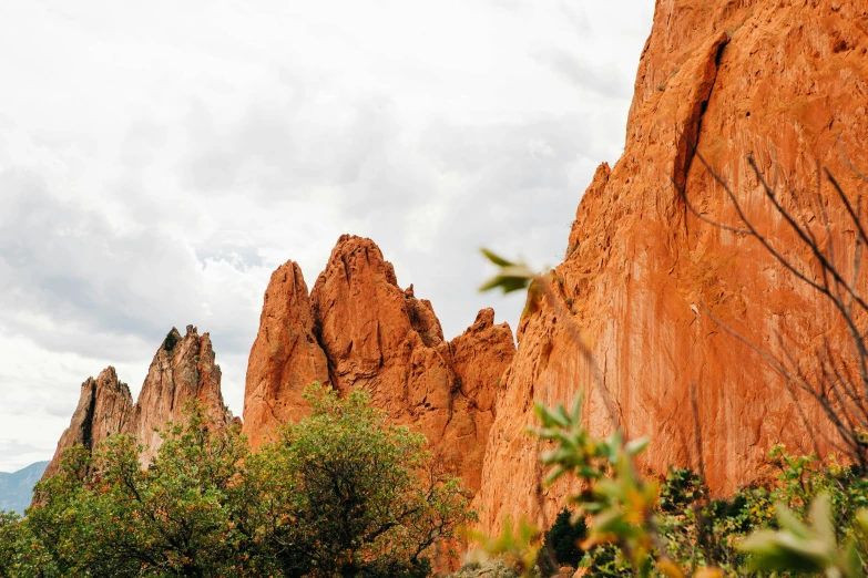 a forest with some trees in front of a big mountain