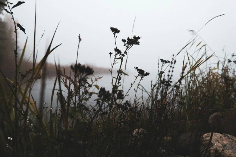 some very pretty weeds by the water with a bench