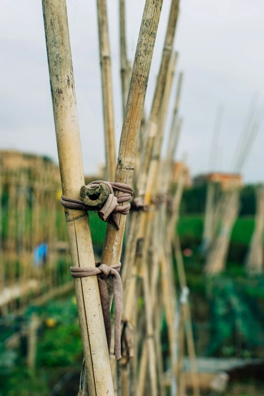 a close up of a bamboo pole with ropes hanging from it