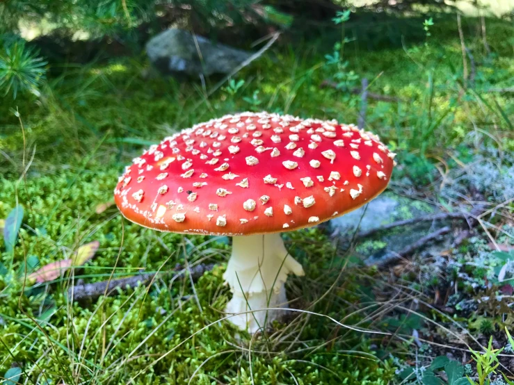 a large red mushroom with white dots on it