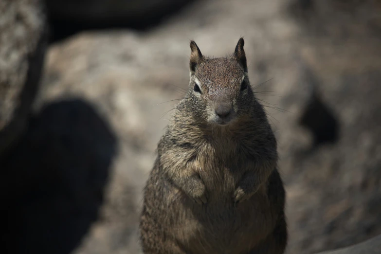 the squirrel is standing on its hind legs