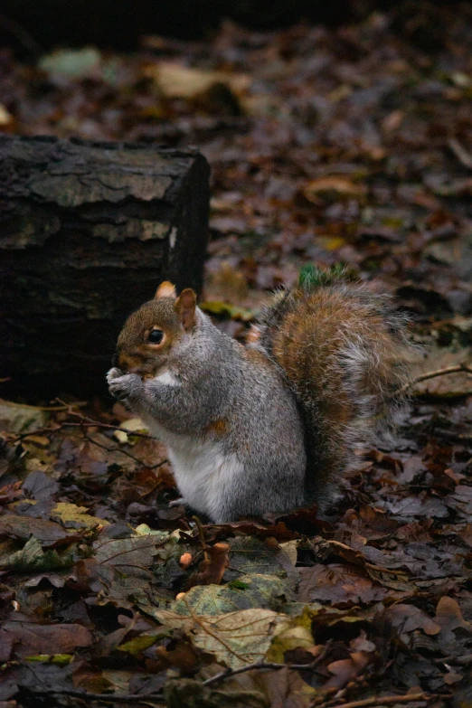 a squirrel sitting in the woods with its front paws on it's mouth