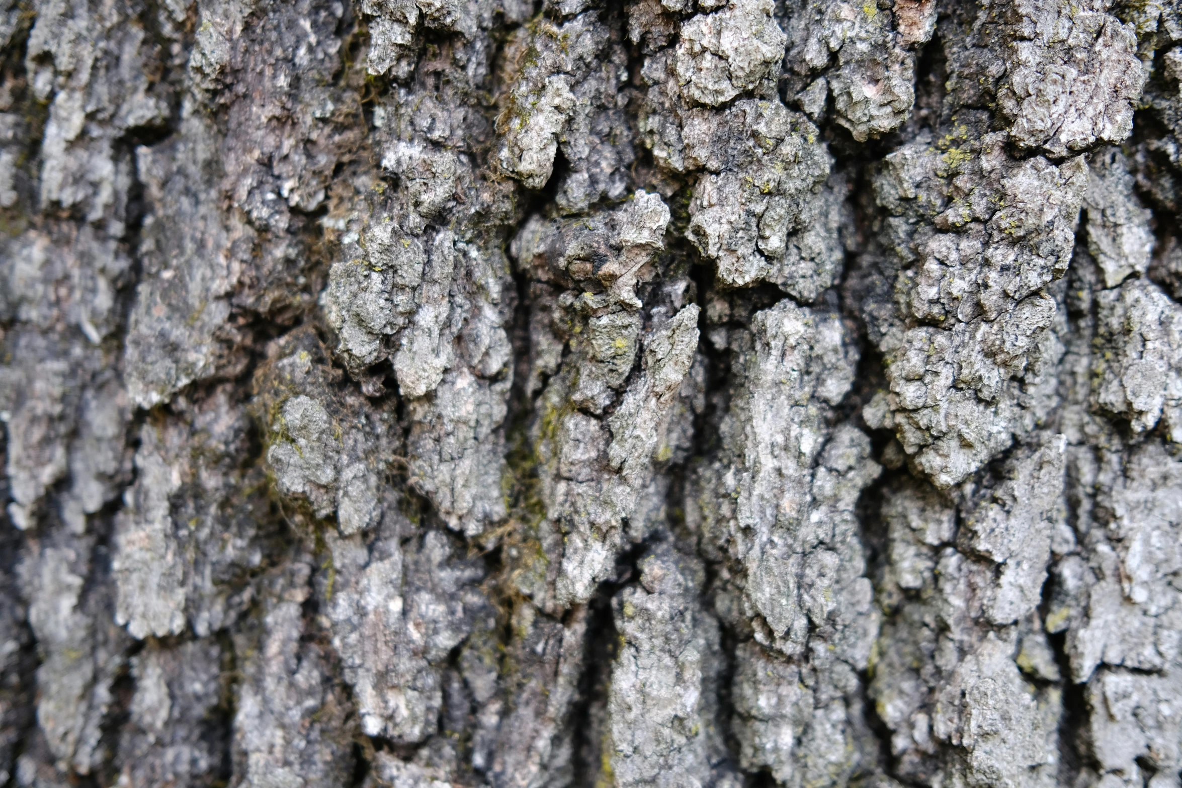 the bark on this tree is gray and has many brown patches