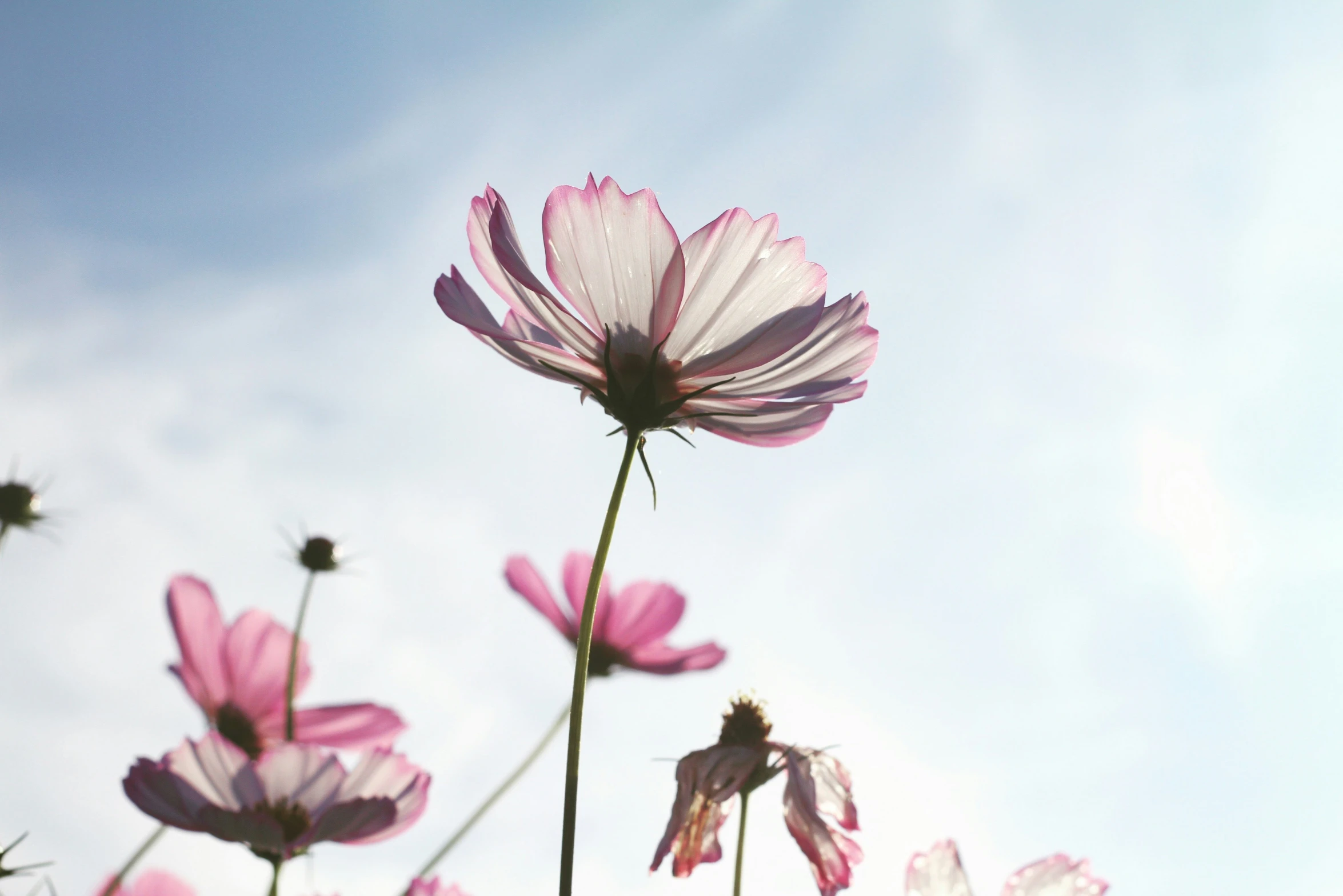 a group of pink and white flowers with a blue sky background