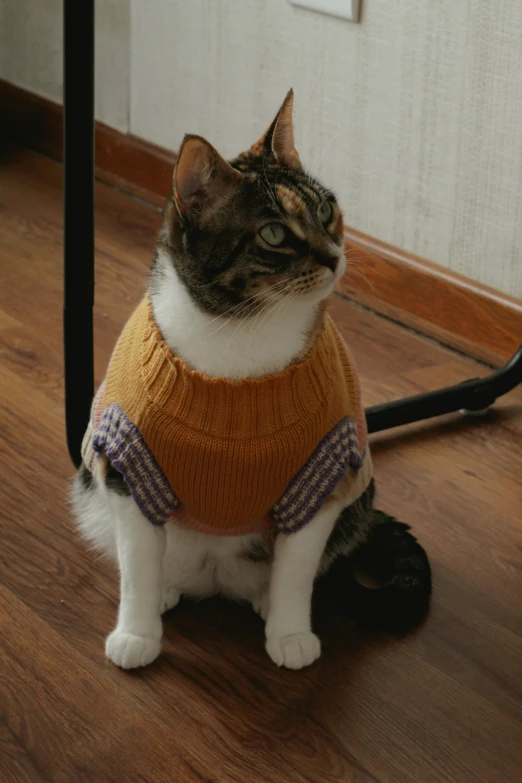 cat wearing an orange sweater on top of hardwood floor