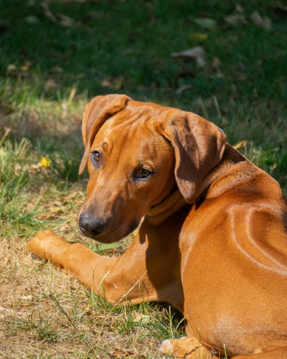 a dog lying on the ground in the sun