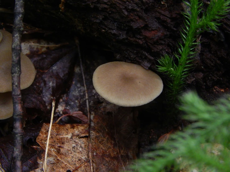 small mushrooms are growing on the ground next to a big tree