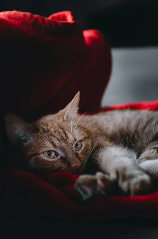 a cat that is laying down on some blankets