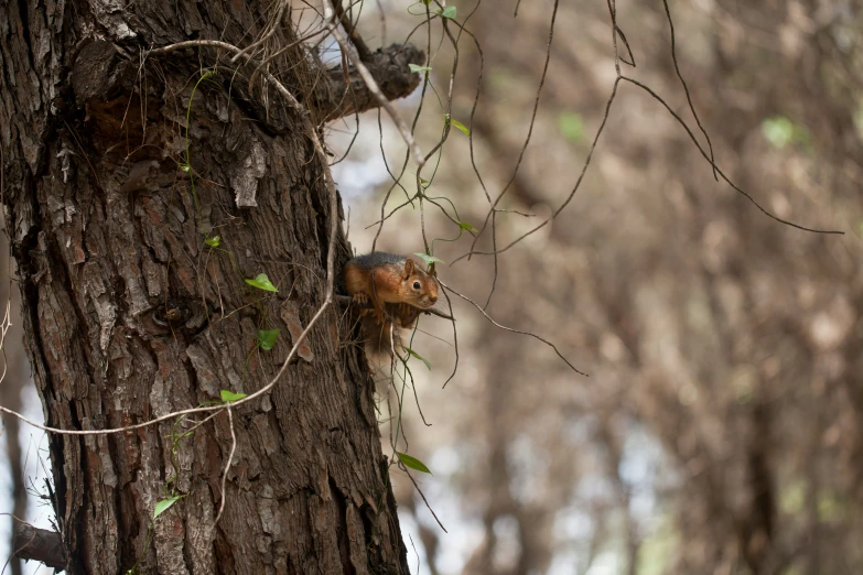 a squirrel is climbing on to a tree in a wooded area