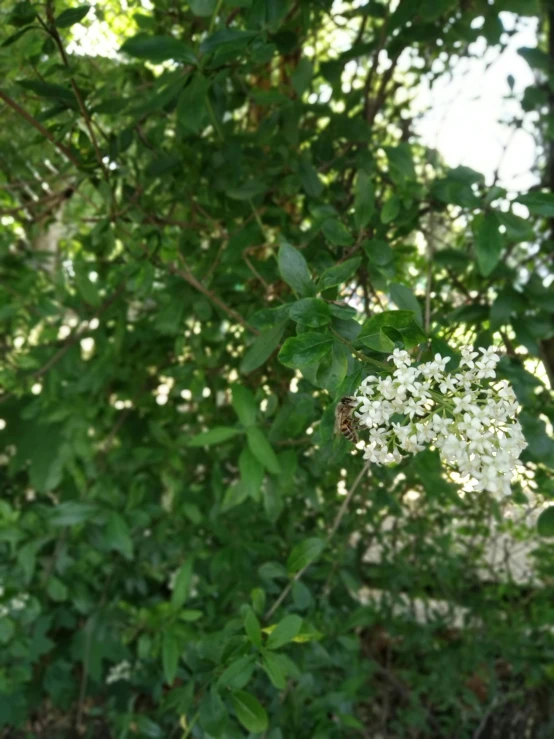 white flowers growing on the nches of a tree