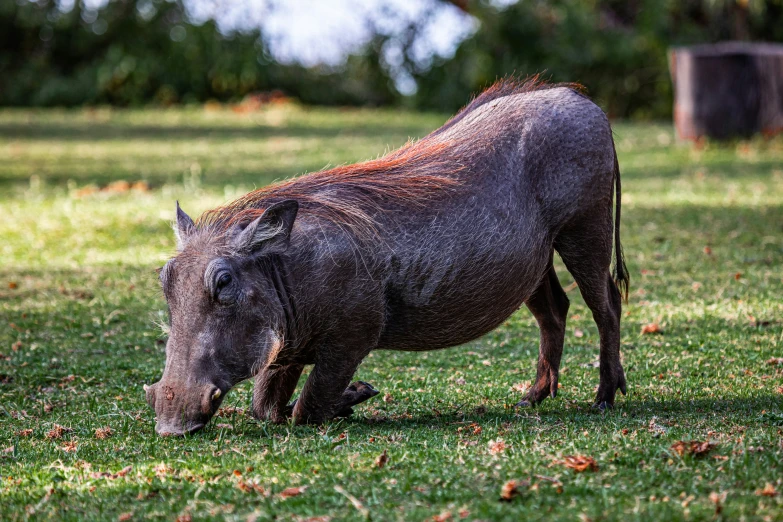 a warthog foraging on grass in the jungle