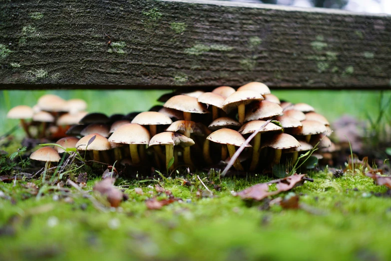 group of mushrooms growing near an old wood bench