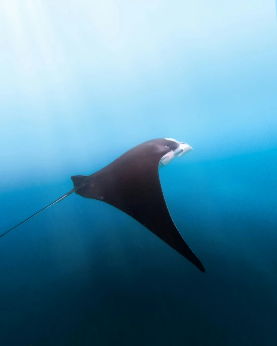 an overhead s of a manta ray in the sea