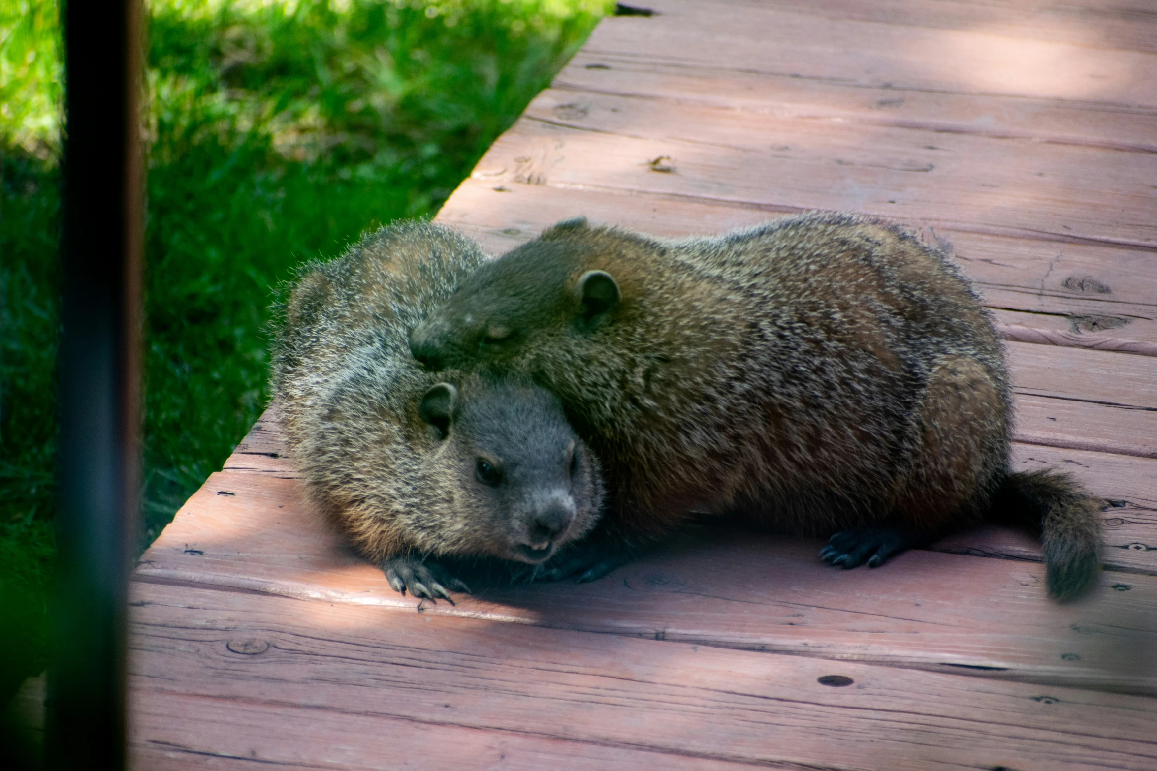 there is a animal that is laying on the ground