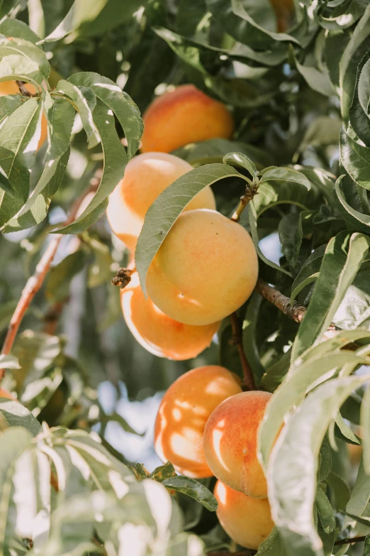 a peach tree with many leaves and a bunch of ripe peaches hanging from the nches