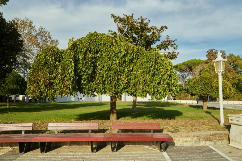 four empty wooden benches at an area surrounded by green trees