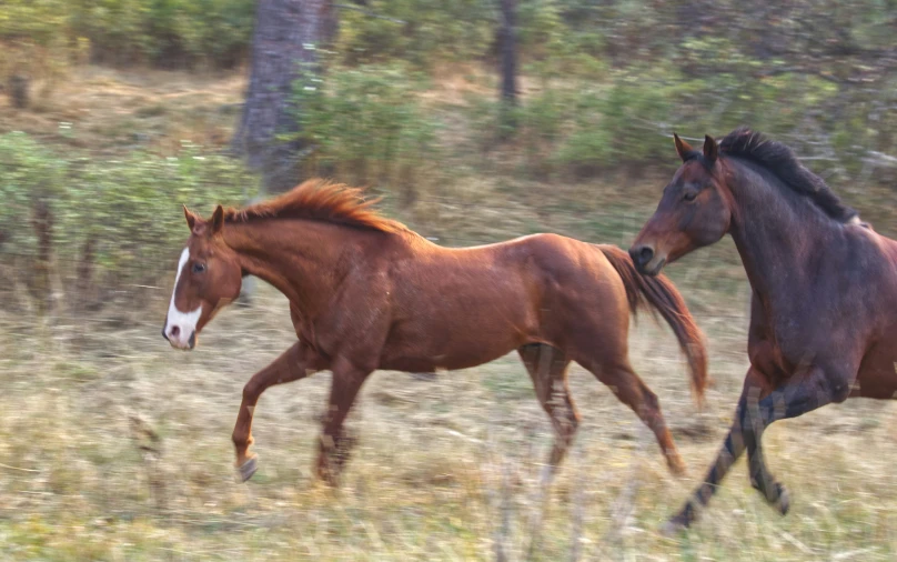 two horses run through a field next to trees