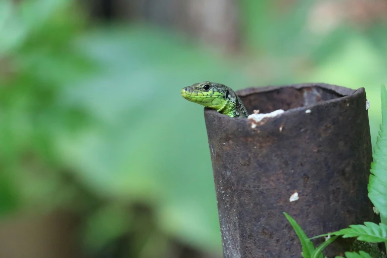 an image of a lizard looking out of the hole