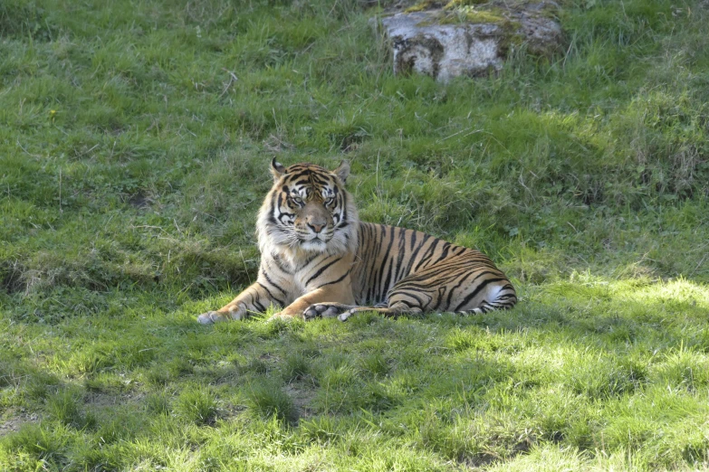 a tiger is lying down on the grass