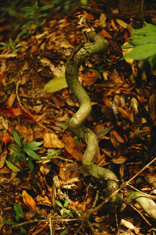 a green snake in the forest next to a leaf