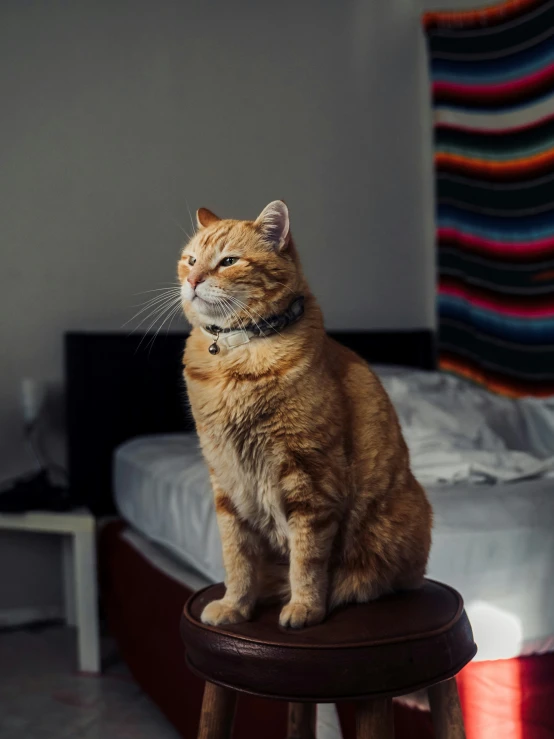 the cat is sitting on top of a stool