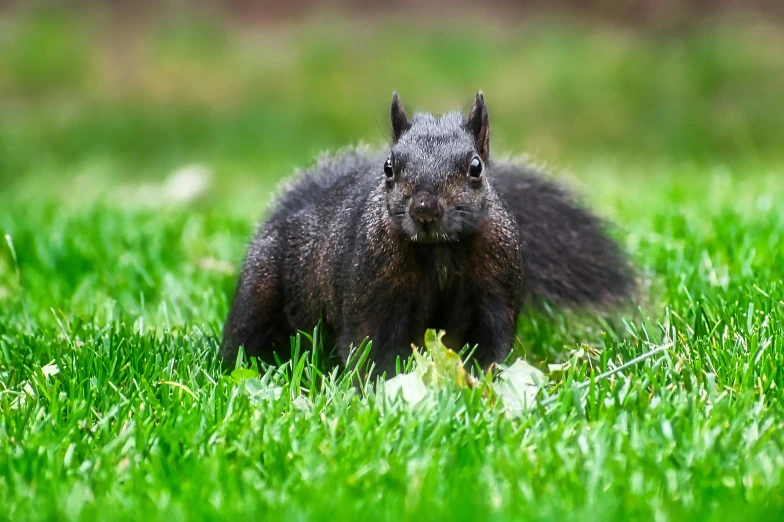 a black squirrel sitting in the middle of some green grass