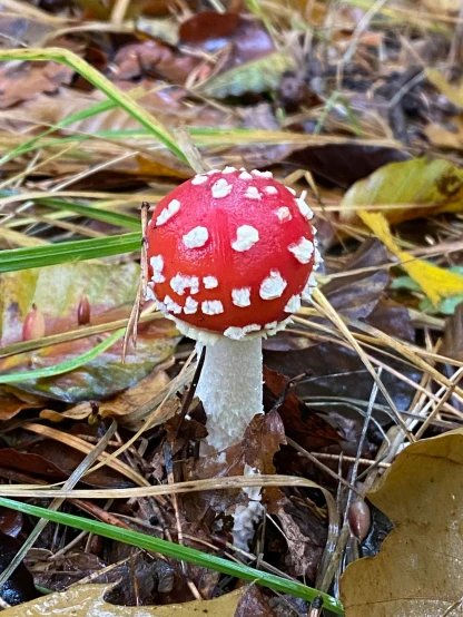 a red and white mushroom is shown with several small dots on it