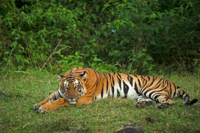 a tiger laying down in a field with trees