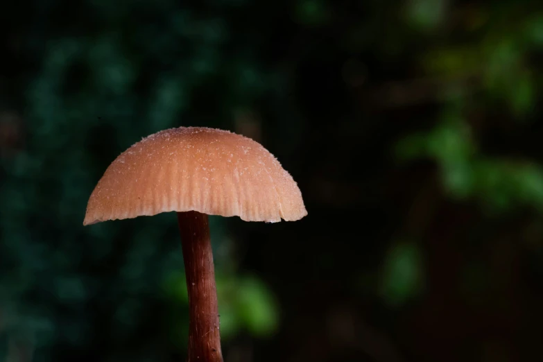 an image of a mushroom growing on the ground