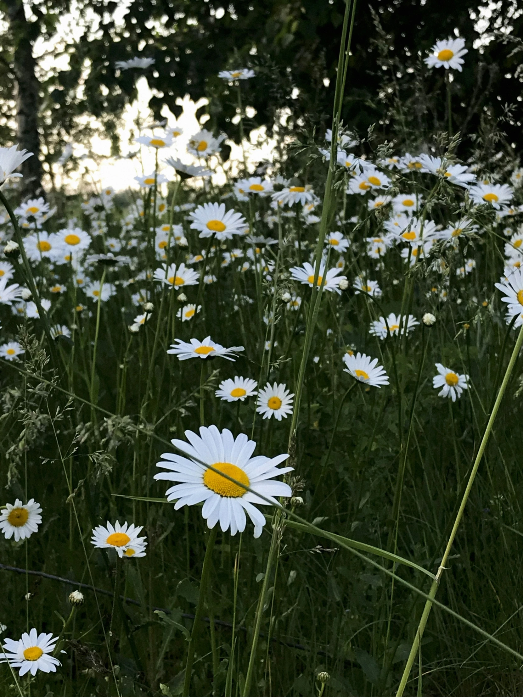 several daisies sitting on the grass with trees behind them