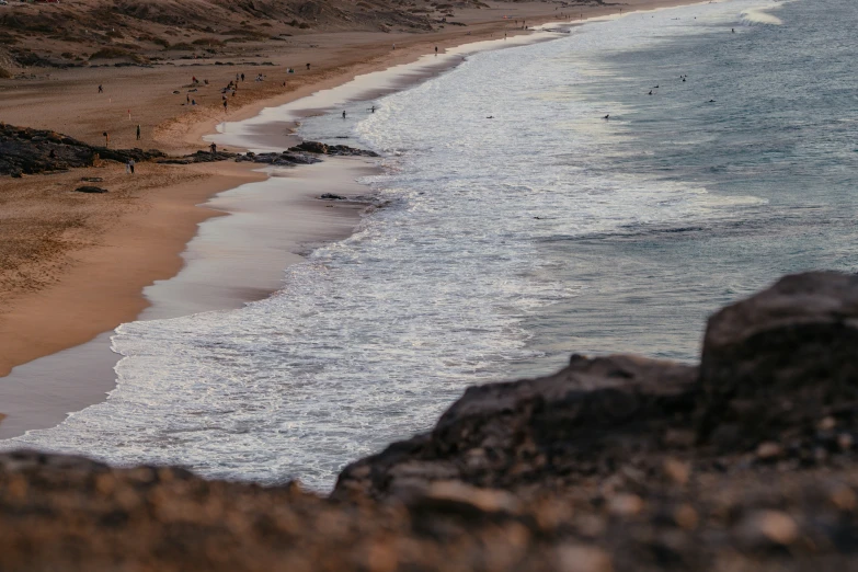 a couple of animals that are walking along a beach