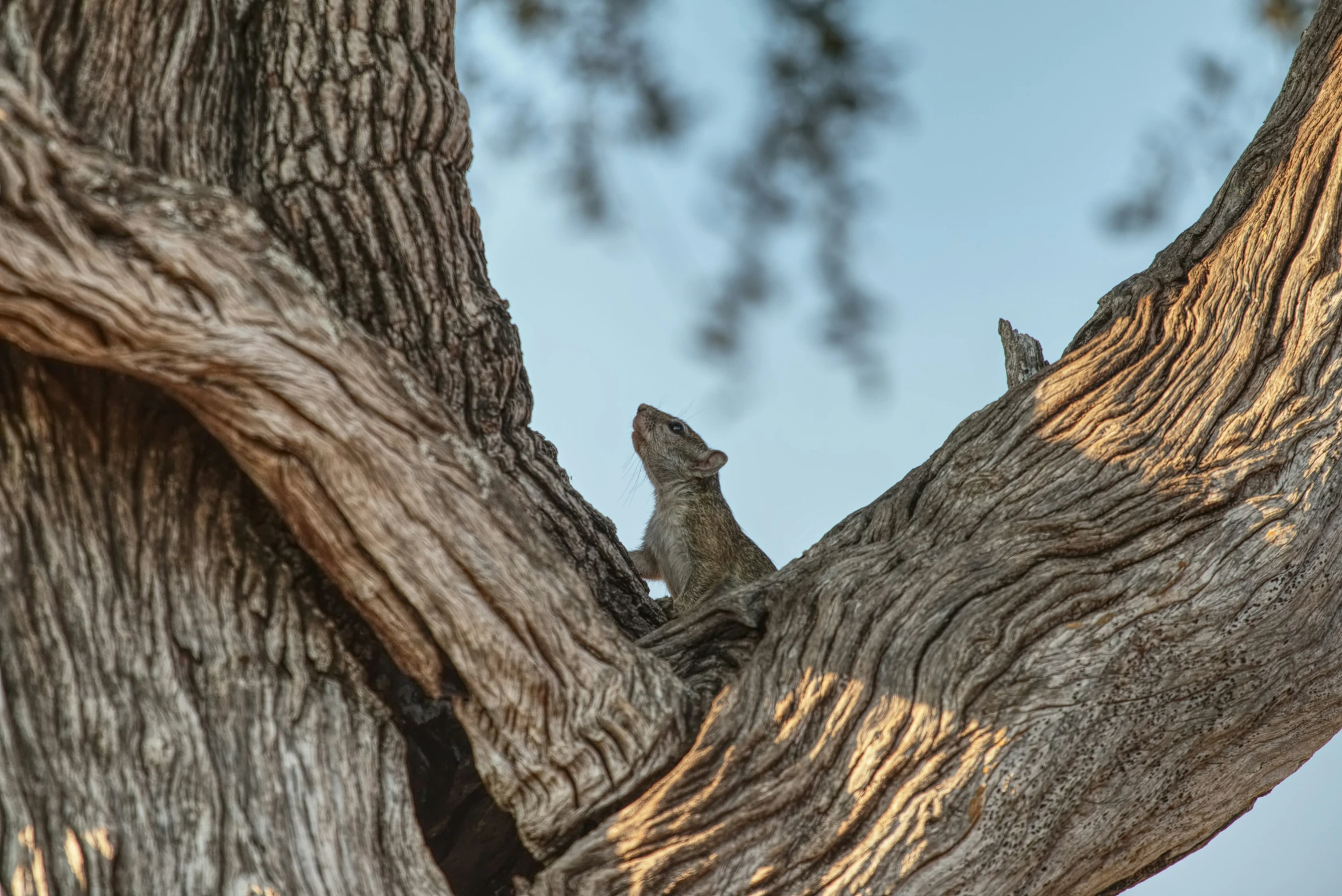 a lizard that is in a tree looking at the sky