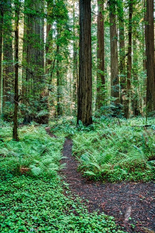 the green forest is full of tall trees