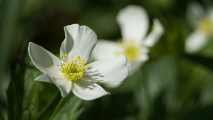 white flowers with yellow centers in the middle of green leaves