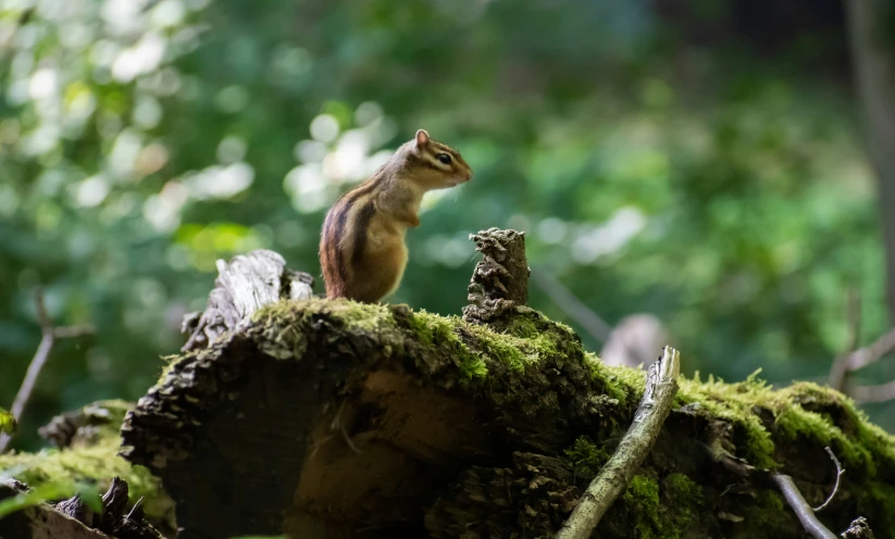 a chippy cat sitting on the log of a fallen tree