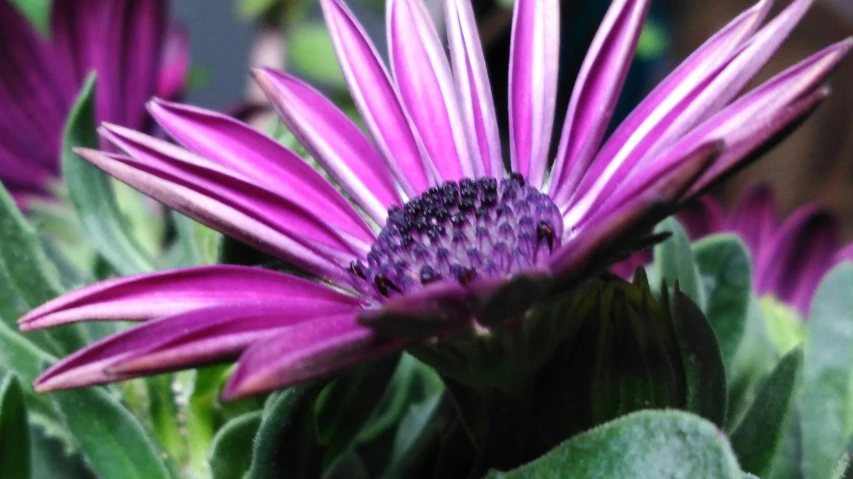 a flower that is next to a bush