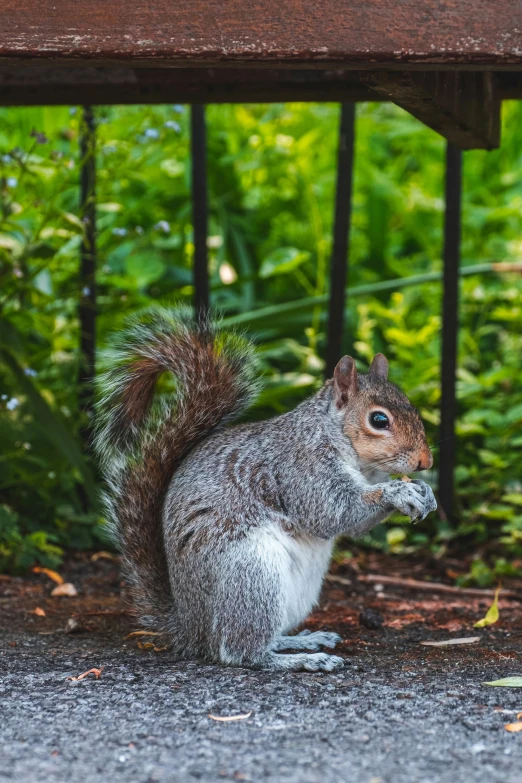 a squirrel stands under a picnic table and eats