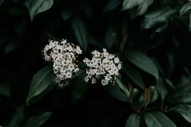 three flowers in the middle of a dark tree