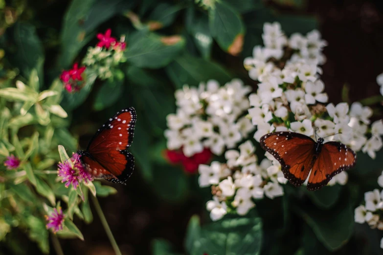 two erflies are sitting on the flowers with many colors