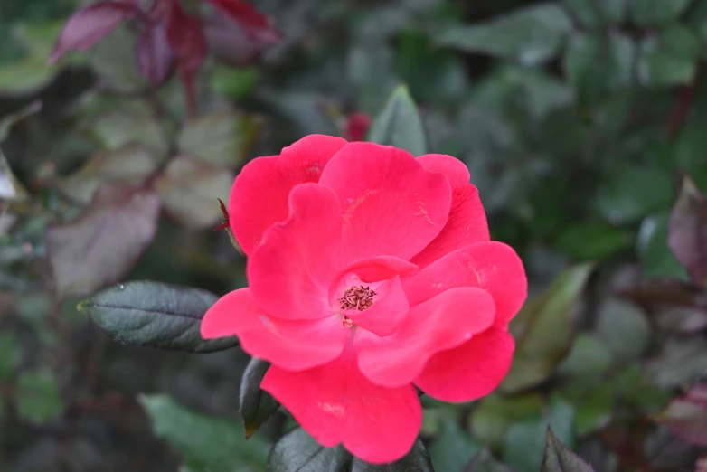 a close up of a single pink flower on a green stem