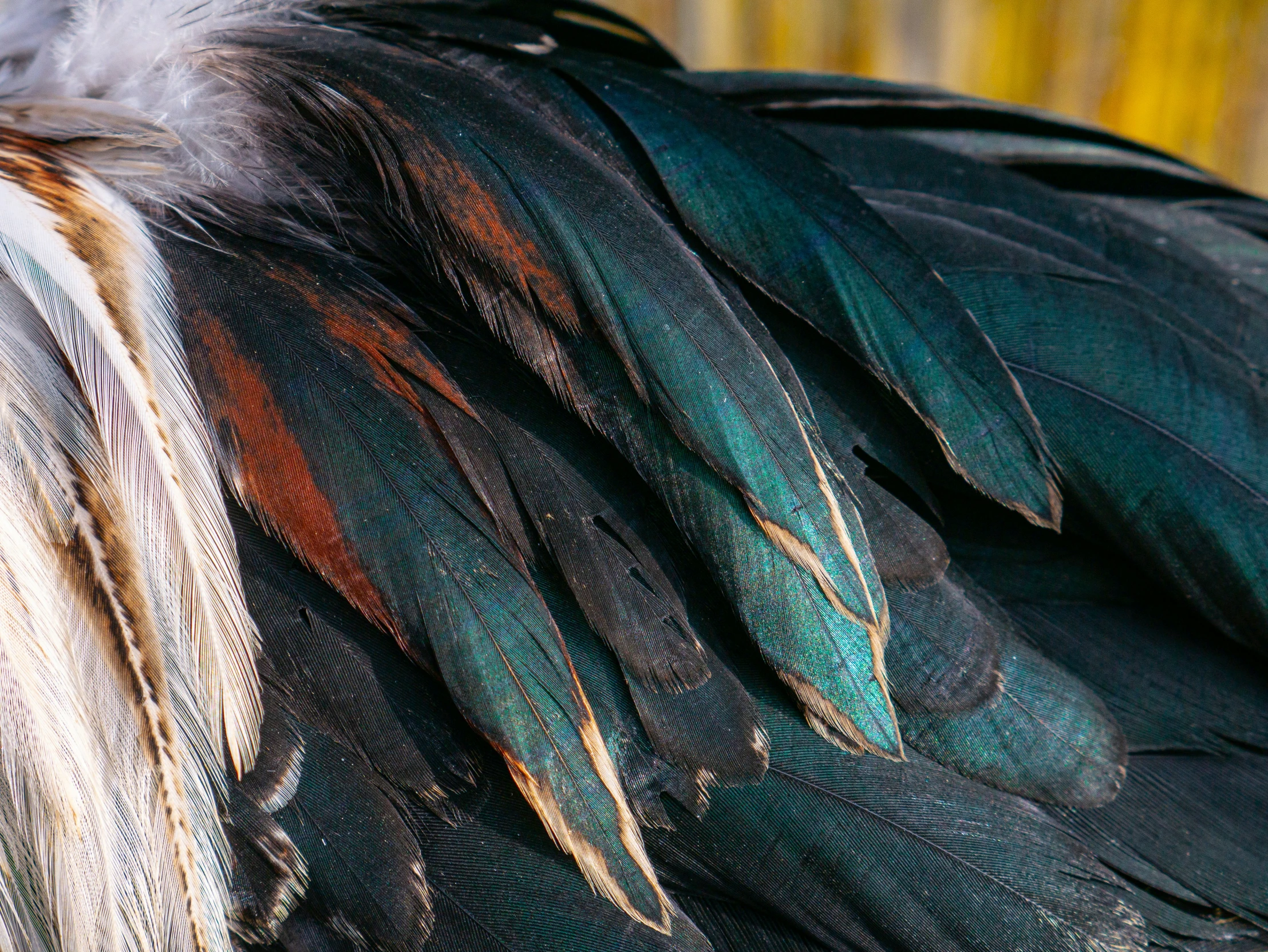 a closeup of a very colorful feathers