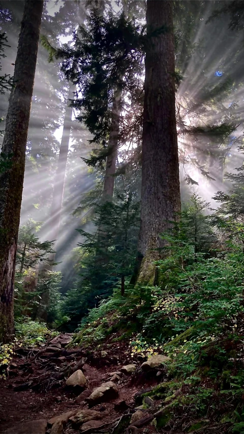 a trail that has a bunch of trees in it