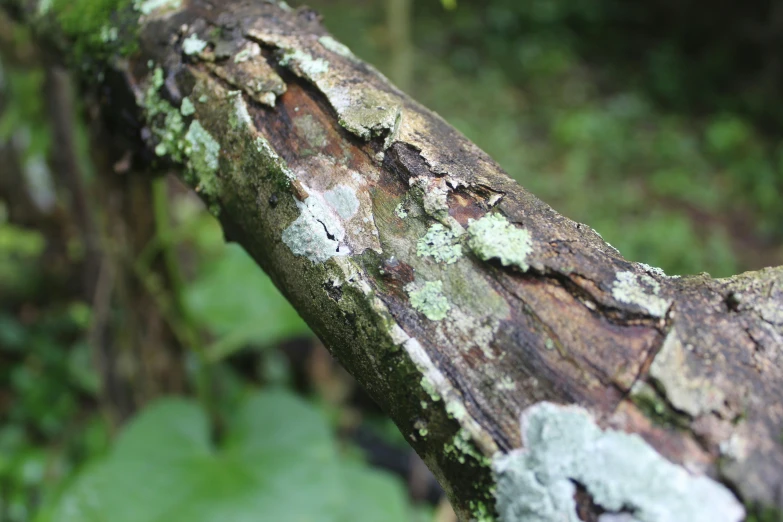 a nch with moss growing on it with leaves around it