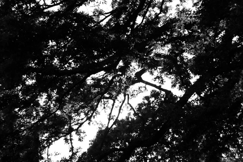 black and white pograph of treetops in the sun