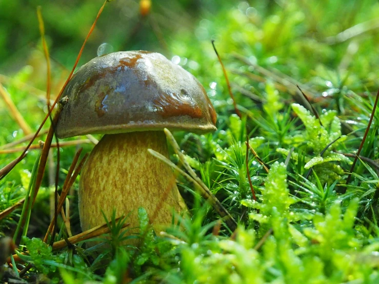 a mushroom that is sitting in the grass