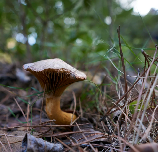 there is a mushroom in the woods