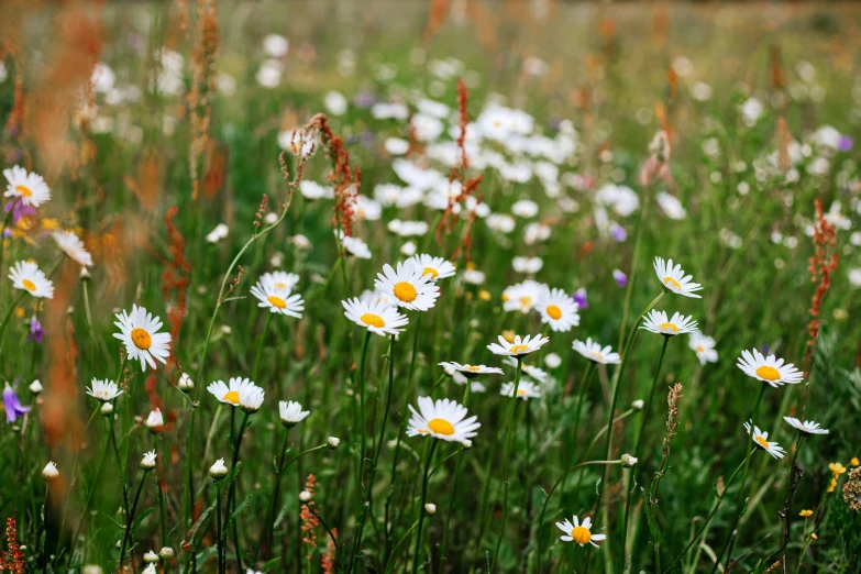 white flowers are growing in tall grass