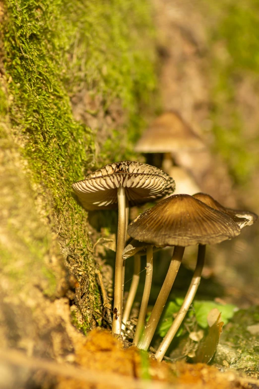 several brown mushrooms sitting on the grass and rocks