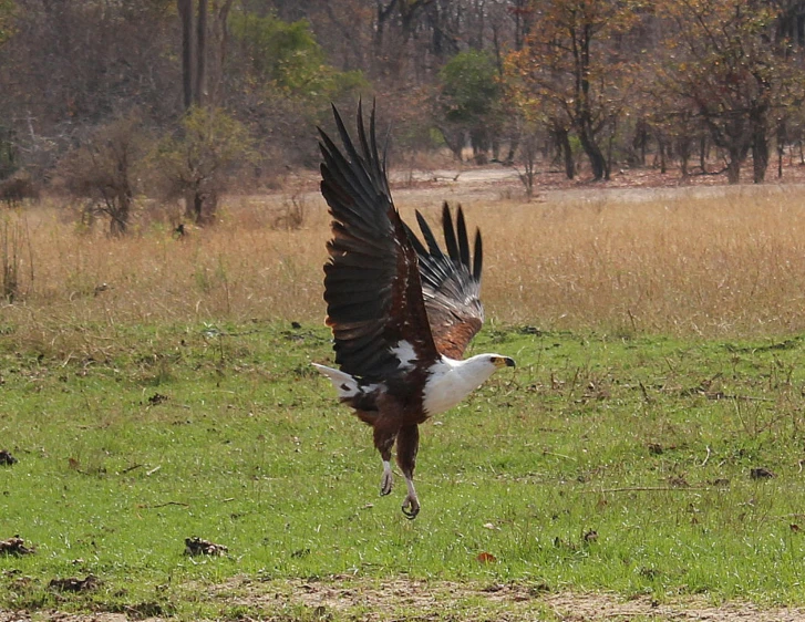 a large bird with its wings outstretched flying through the grass
