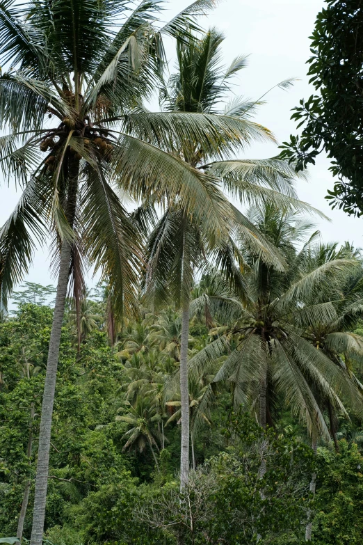 there are several palm trees in the wild